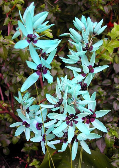 Turquoise_Ixia_viridiflora_6666.jpg