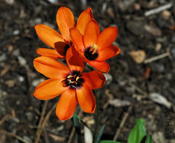 Ixia_dubia_orange_msi.jpg