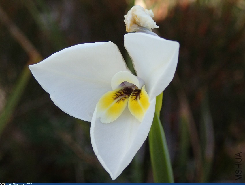 Diplarrena moraea Tarwin Lily W Prom_wpvh.jpg