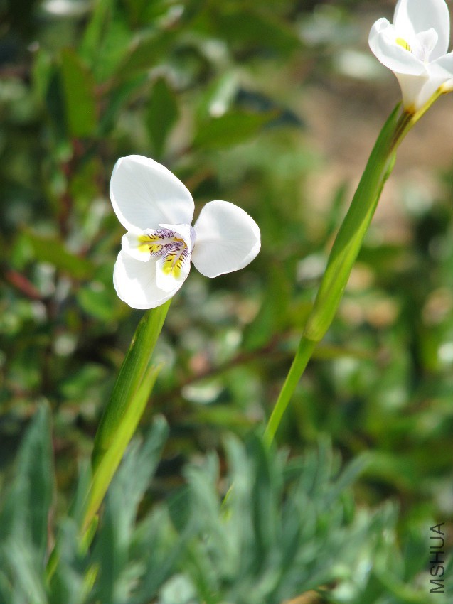 Diplarrena_latifolia.jpg