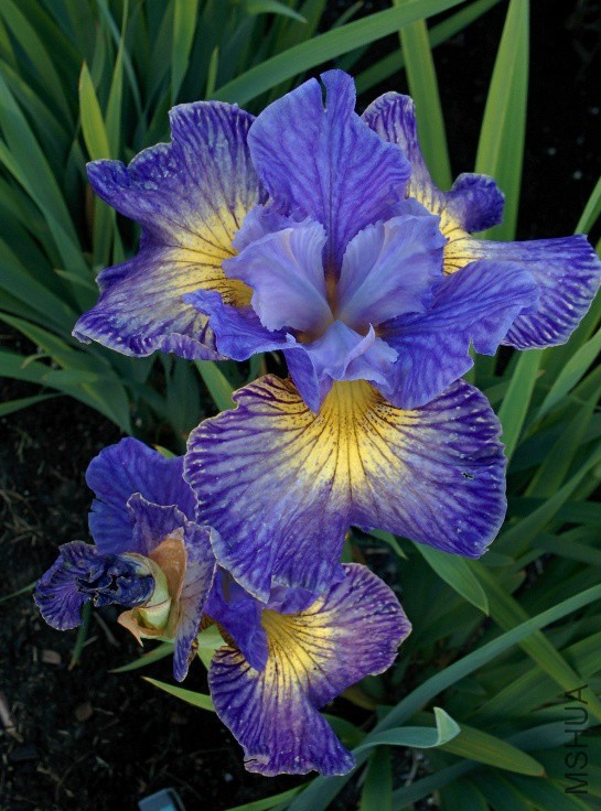 cape cod boys 545x736.jpg