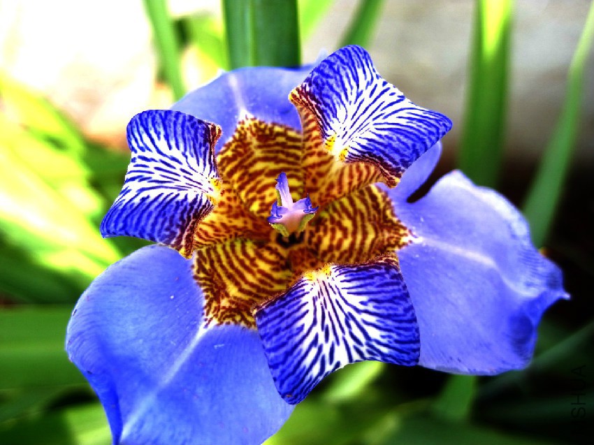 flor-de-lis-iris-mariana.jpg