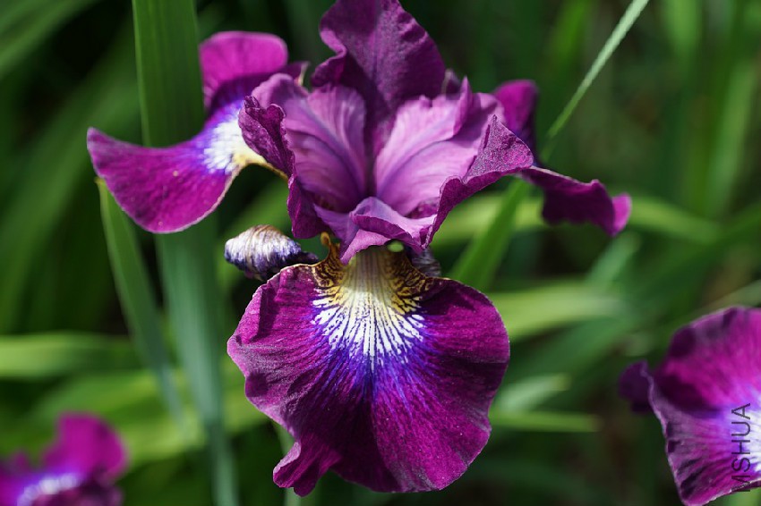 iris-793539_960_720.jpg