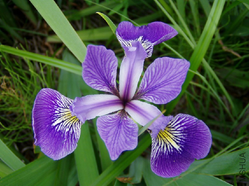 Iris_versicolor_3.jpg