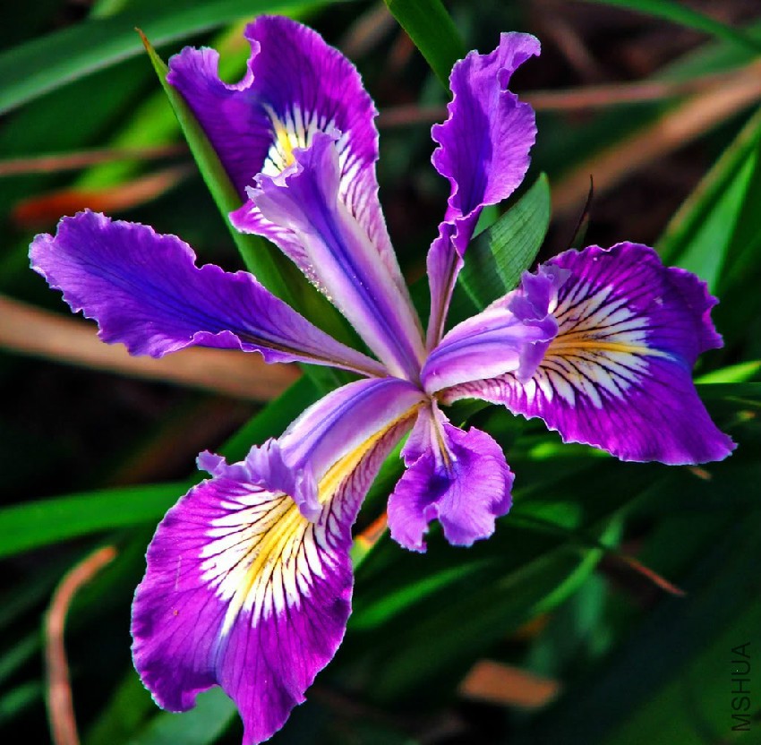 iris-flower.jpg