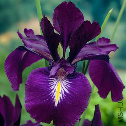 Iris-latifolia-Mansfield.jpg