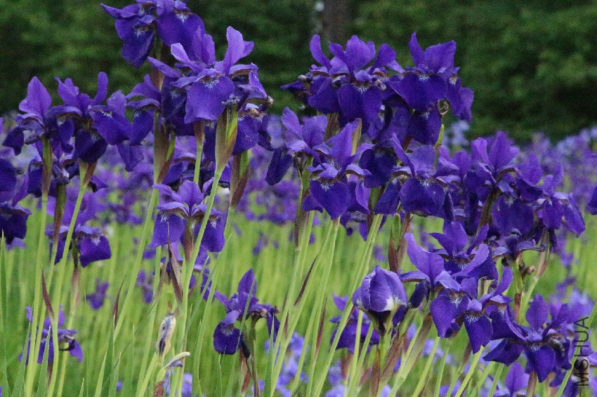 purple-irises.jpg