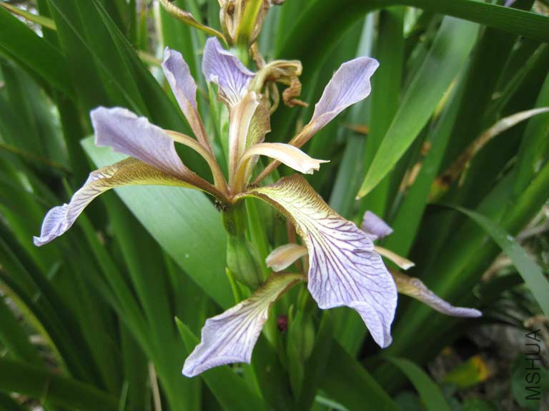 Stinking-Iris-(c)-Andrew-Ga.jpg