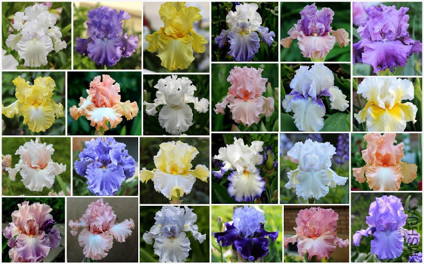 Tall bearded iris - front pastel bed 9-30-2014 12-19-50 AM.jpg