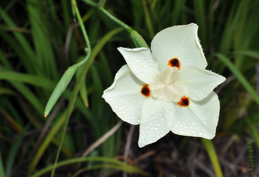 Dietes_bicolor_flower.jpg