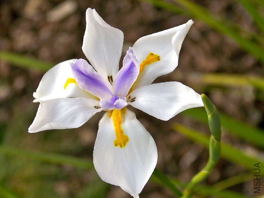 Dietes_grandiflora_or_Fairy_Iris.jpg