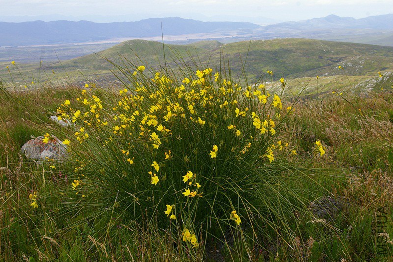 Bobartia indica.jpg