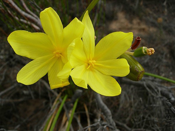 Bobartia_longicyma_longicyma.jpg