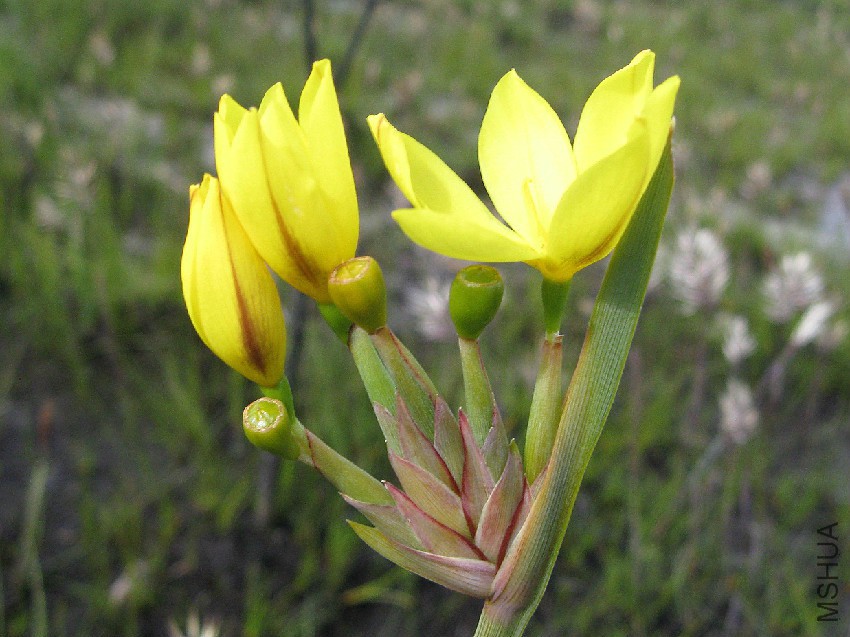 bobartia-longicyma.jpg