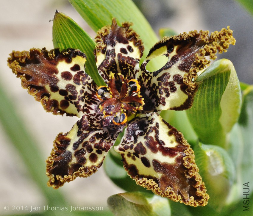 Ferraria crispa 5 SA Lladudno Beach, Cape Peninsula, Western Cape, South Africa 100930.jpg