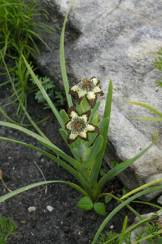 Ferraria crispa.jpg