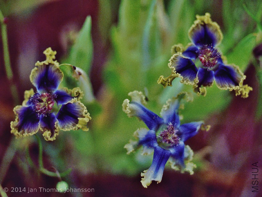 Ferraria uncinata 1 Tinie Versveld, Darling, Western Cape, South Africa 011015.jpg