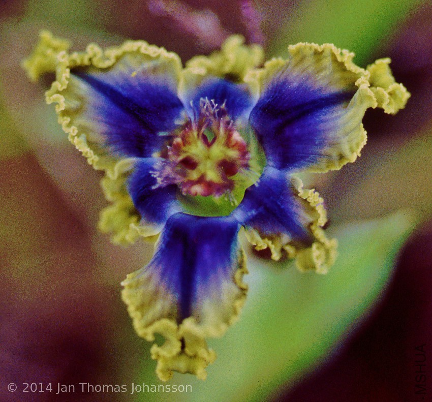 Ferraria uncinata 2 Tinie Versveld, Darling, Western Cape, South Africa 011015.jpg