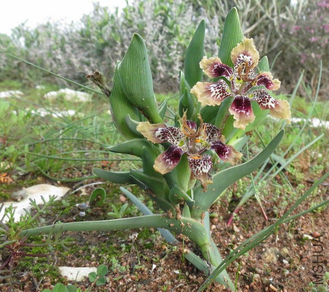 ferraria_densepunctulata2.jpg