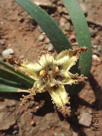 ferraria_divaricata.jpg