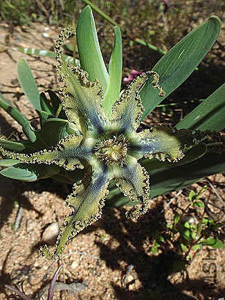 ferraria_variabilis.jpg