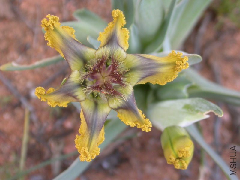 Iridaceae_Ferraria_variabeles_(6).jpg