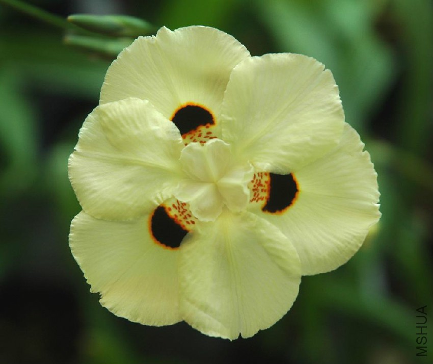 dietes_bicolor.jpg