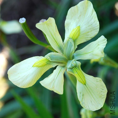 MORAEA ALTICOLA 4.jpg