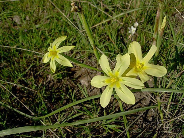 Moraea_collina_Napier_CM2.jpg
