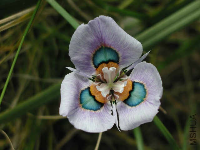 Moraea_villosa6.jpg