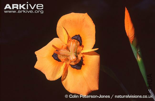 Moraea-villosa-ssp-elandsmontana-flower.jpg