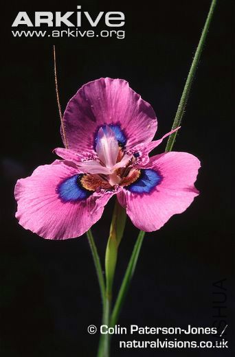 Moraea-villosa-ssp-villosa-flower.jpg