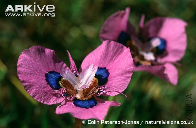 Moraea-villosa-ssp-villosa-in-flower.jpg