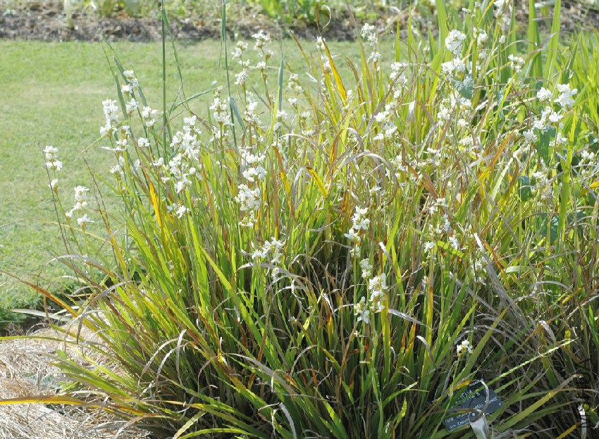 Libertia_grandiflora.jpg