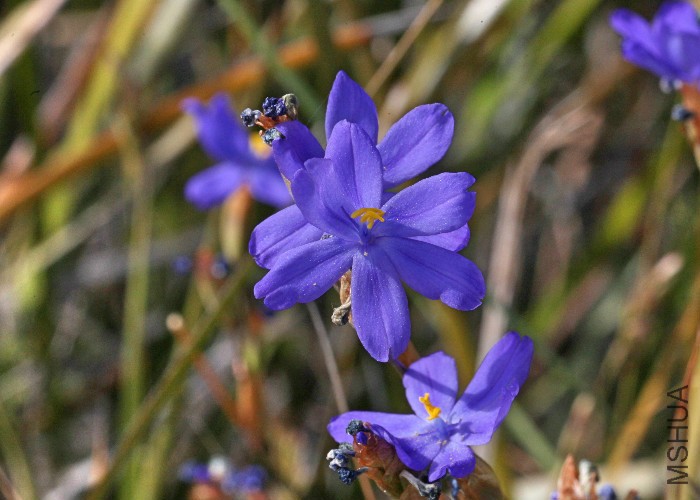 KI Three Chain Rd GPS 1842 RF -  Orthroceras strictum  FN 2851 (4).jpg