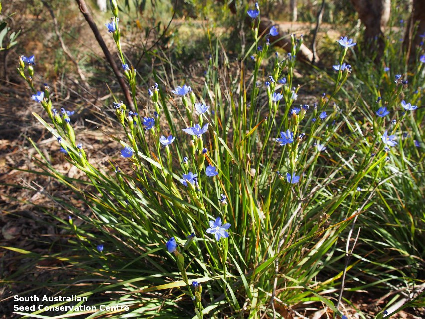 Orthrosanthus multiflorus plant Playford Hwy KI 3.jpg