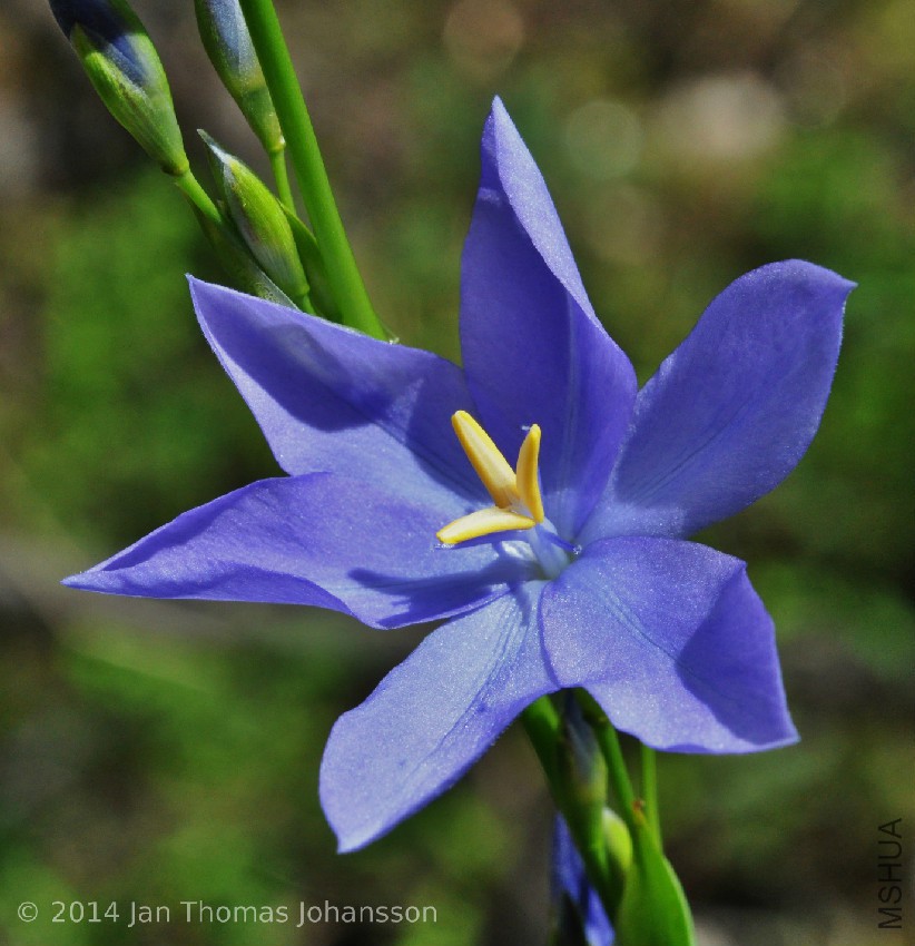 Orthrosanthus polystachyus 2 Beedalup Falls National Park, Western Australia 110928.jpg