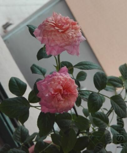 7�µı�  ��ɫ����״��ͦ���µ�