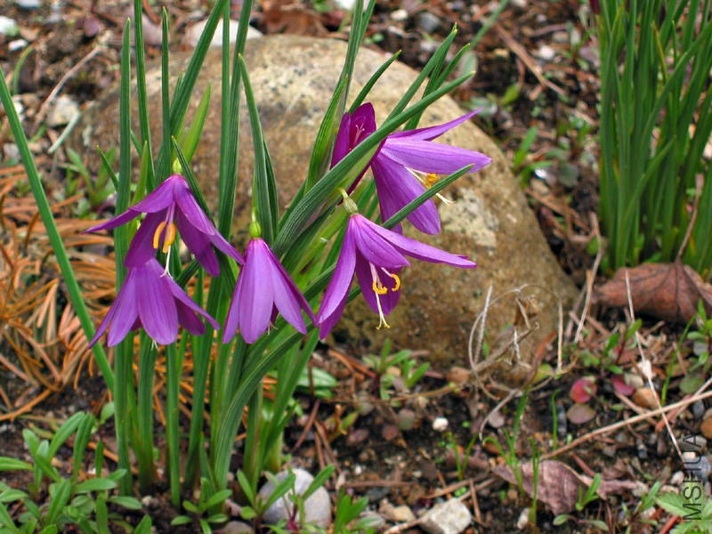Olsynium douglasii180.jpg
