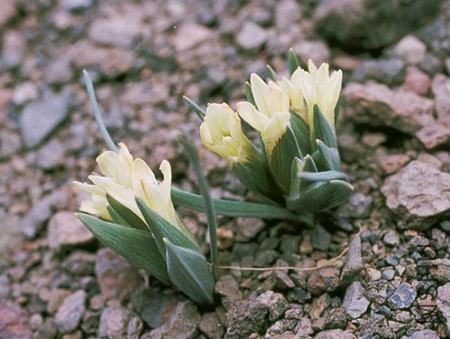 Olsynium frigidum.jpg