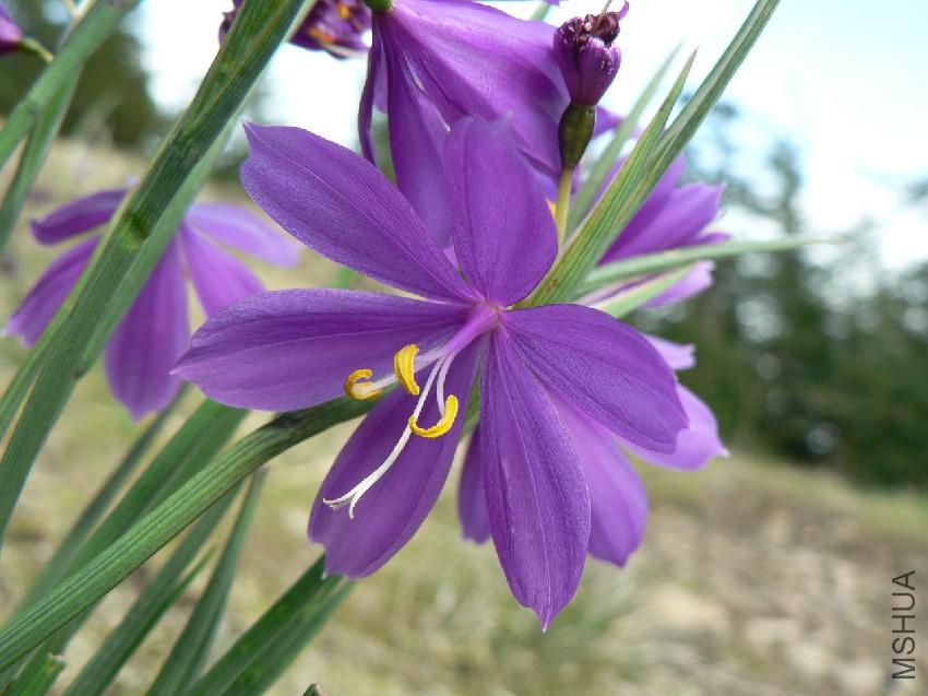 Olsynium_douglasii_38412.jpg