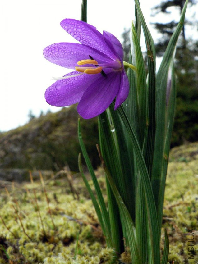 Olsynium-douglasii-large.jpg