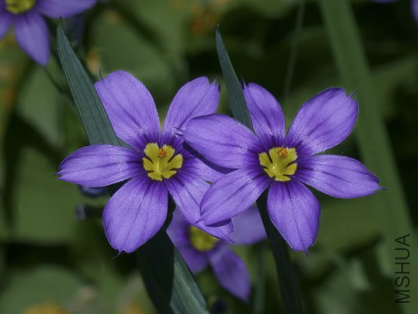 PM Sisyrinchium-montanum-II.jpg