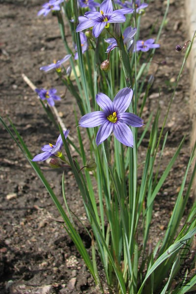 Sisyrinchium albidum (Common Blue-eyed Grass).jpg