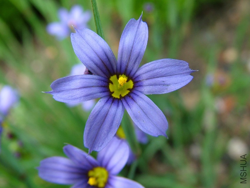 Sisyrinchium angustifolium.jpg