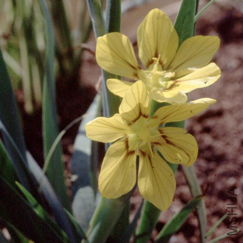 SISYRINCHIUM MACROCARPUM 1.jpg
