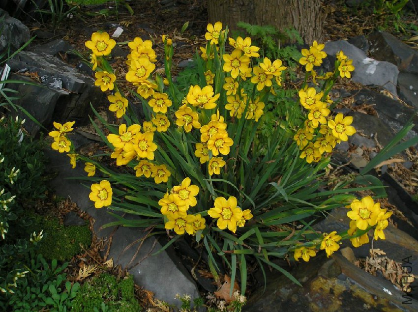 Sisyrinchium macrocarpum.jpg