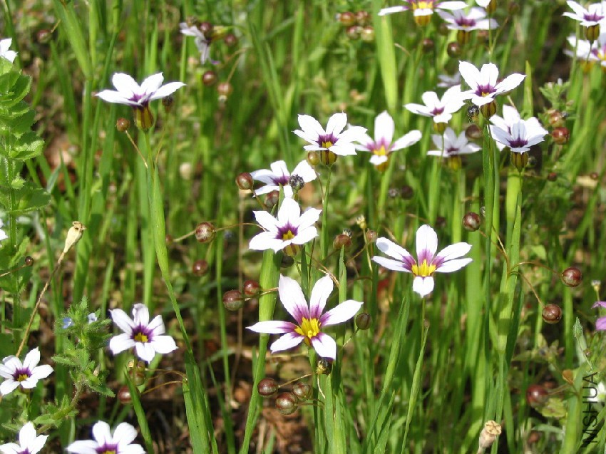 Sisyrinchium_atlanticum.jpg