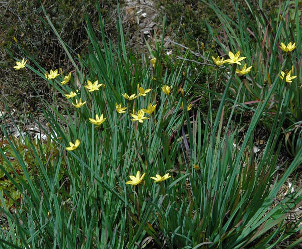 Sisyrinchium_californicum_mass_msi.jpg