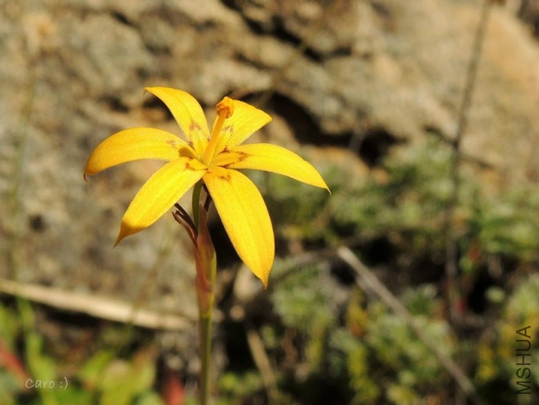 Sisyrinchium_patagonicum_23806_l.jpg